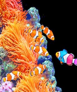 Aquarium Clown Fish paint by numbers