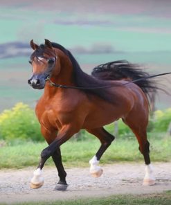 Arabian Horse painting by numbers