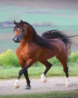 Arabian Horse painting by numbers