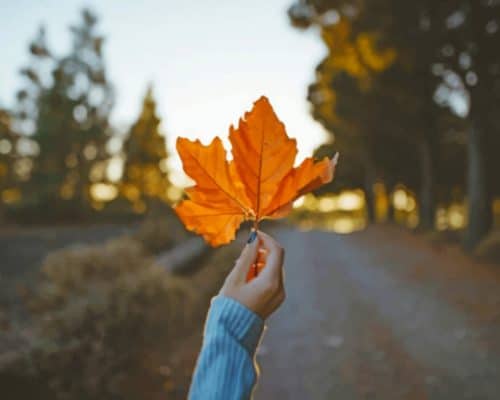 Autumn Colored Leaf paint by numbers