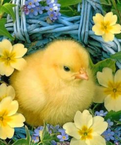 Baby Chick In Spring painting by numbers