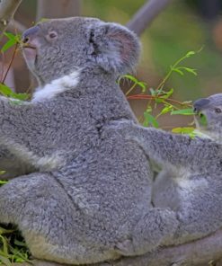 Koala Bears Eating Leaves paint by numbers