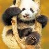 Baby Panda On Tree painting by numbers