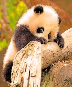 Baby Panda On Tree paint by numbers