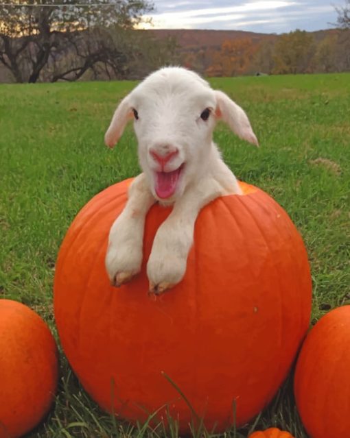 Baby Sheep And Pumpkins painting by numbers