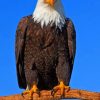 Bald Eagle painting by numbers