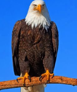 Bald Eagle painting by numbers