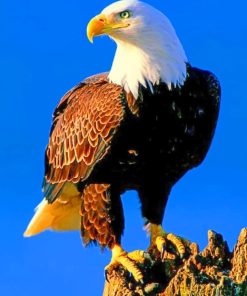 Bald Eagle painting by numbers