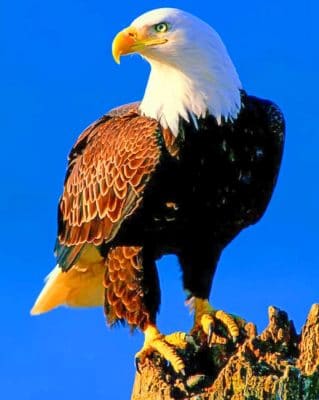 Bald Eagle painting by numbers