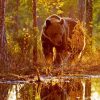 Bear Reflection painting by numbers