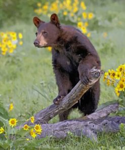 Bear Running With A Stick paint by numbers