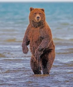 Bear Standing In Water painting by numbers