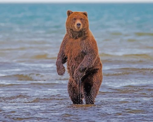Bear Standing In Water painting by numbers