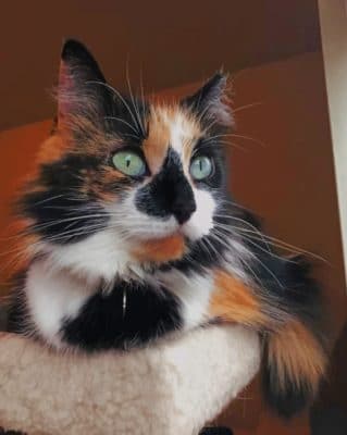 Calico Cat with green eyes painting by numbers