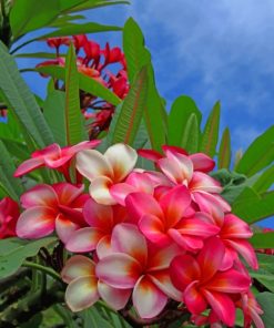 Beautiful Pink Flowers painting by numbers