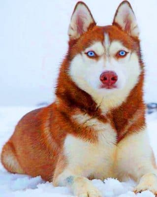 Red Husky painting by numbers