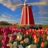 Colorful Tulips In Holland painting by numbers