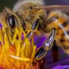 Close Up Of A Bee On A Flower paint by numbers