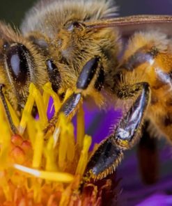 Close Up Of A Bee On A Flower paint by numbers