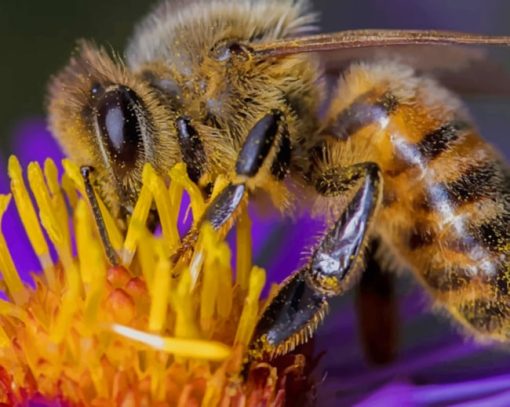 Close Up Of A Bee On A Flower paint by numbers