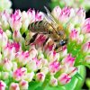 Bee On A Flower paint by numbers