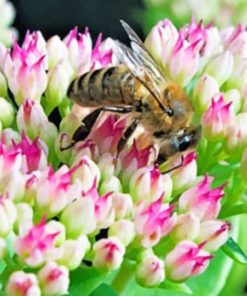 Bee On A Flower paint by numbers