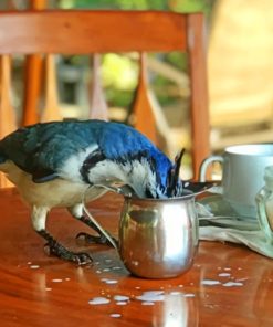 Blue Bird Drinking Milk paint by numbers