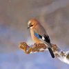 Bird On A Snowy Twig paint by numbers