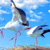 White Storks In The Nest paint by numbers