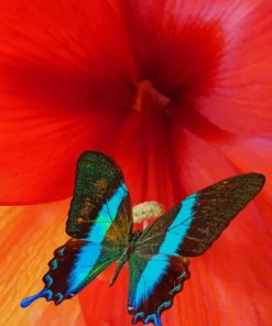 Black And Blue Butterfly painting by numbers