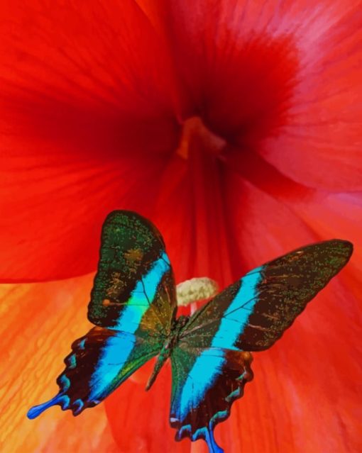 Black And Blue Butterfly painting by numbers