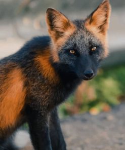 Black And Orange Fox painting by numbers