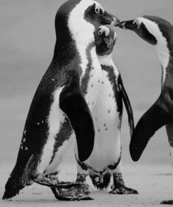 Black And White Penguins paint by numbers