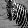 Black And White Zebra paint by numbers