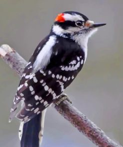 Black And White Bird painting by numbers