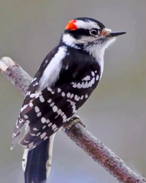 Black And White Bird painting by numbers