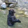 Black Bear Taking A Bath painting by numbers