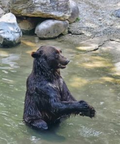 Black Bear Taking A Bath painting by numbers