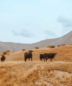 Black Cattle Of Cows paint by numbers