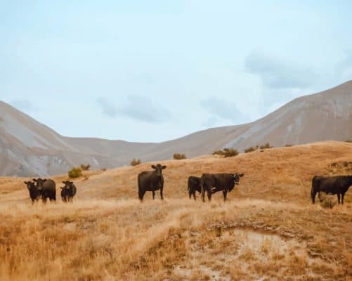 Black Cattle Of Cows paint by numbers