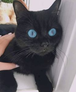 Black Kitten With Blue Eyes painting by numbers