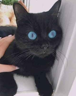 Black Kitten With Blue Eyes painting by numbers