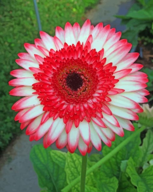 Bright Blooming Plumeria Flower paint by numbers