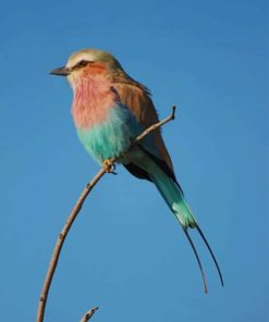 Blue And Brown Bird painting by numbers