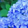 Blue Hydrangea Flower paint by numbers