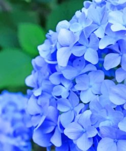 Blue Hydrangea Flower paint by numbers