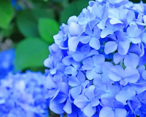 Blue Hydrangea Flower paint by numbers