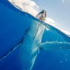 Blue Whale painting by numbers