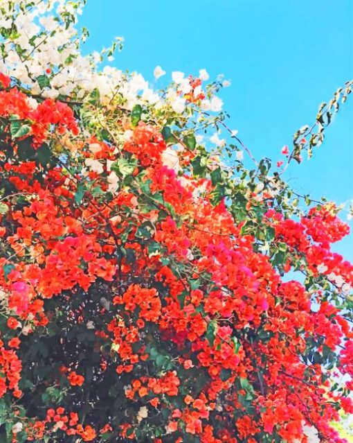 Bougainvillea's trees painting by numbers