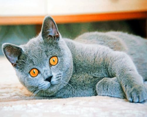 British Shorthair Cat paint by numbers